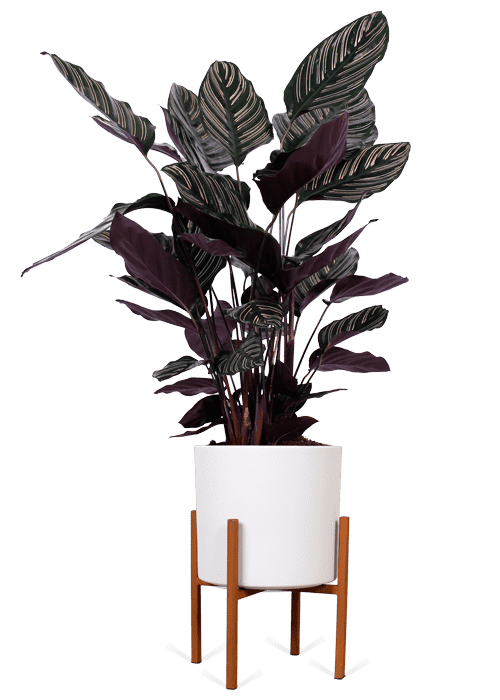 Calathea ornata (Korbmarante) kaufen