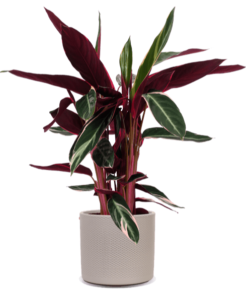 Calathea Triostar kaufen? | Donna