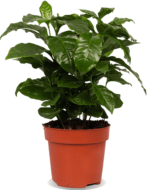 Coffea arabica (Kaffeepflanze) (S)