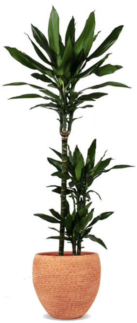 Dracaena janet lind (Drachenbaum) kaufen