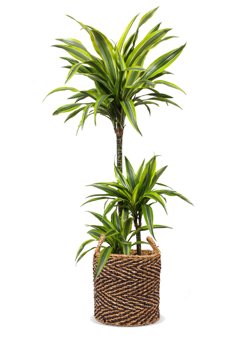 drachenbaum lemon lime giftig Dracaena lemon lime (Drachenbaum) kaufen