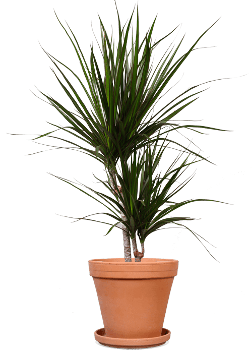 Dracaena marginata (Drachenbaum) (M)