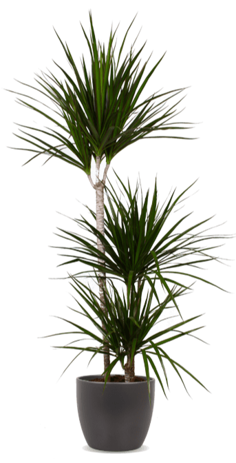 Dracaena marginata (Drachenbaum) (L) kaufen