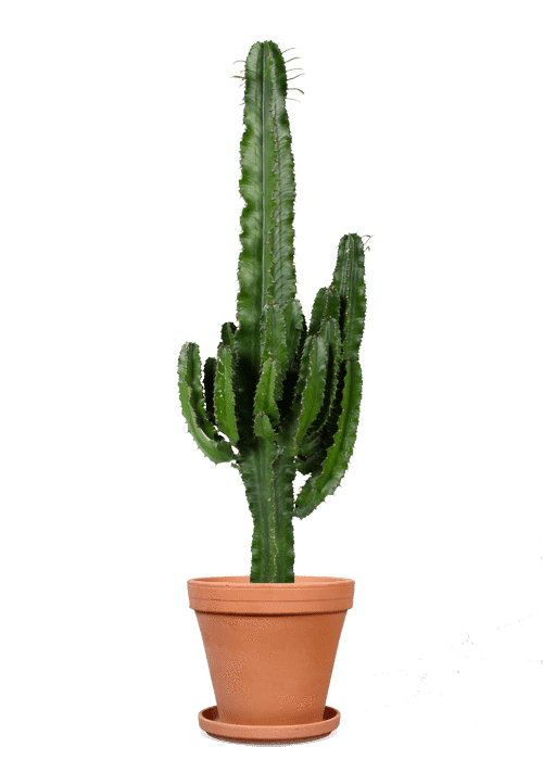 Cactus Euphorbia (L) | Bob