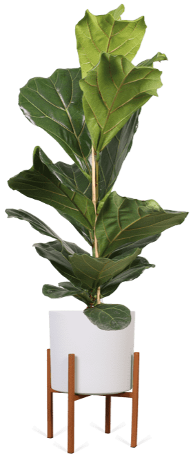 geigenfeige preis Ficus lyrata (Geigenfeige) kaufen