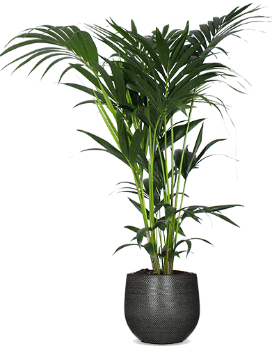 Howea forsteriana (Kentiapalme) kaufen