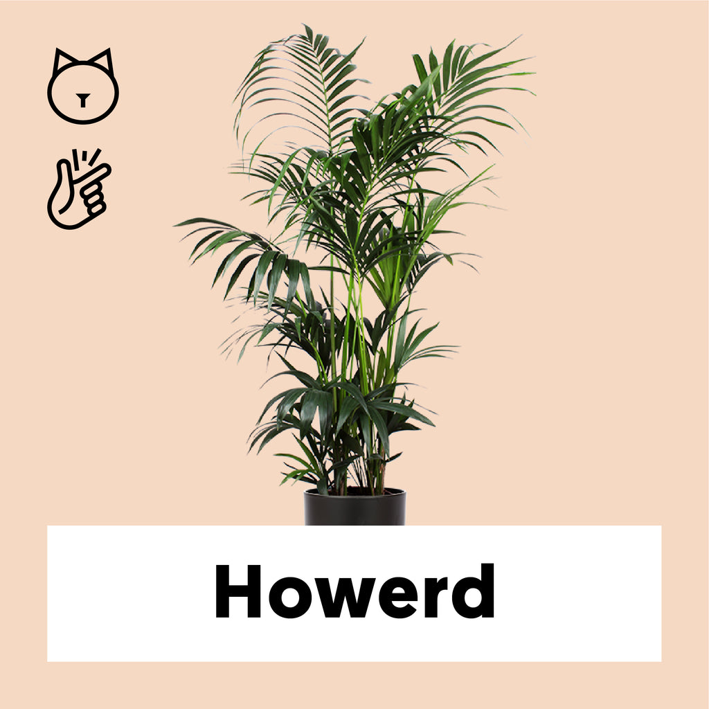Howea forsteriana (Kentiapalme)(XL) kaufen
