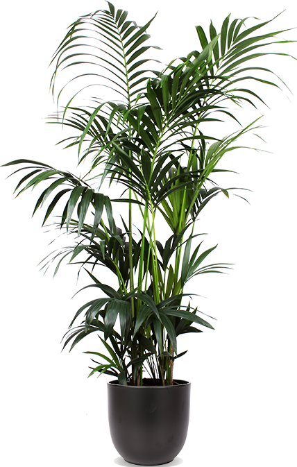 Howea forsteriana (Kentiapalme)(XL) kaufen