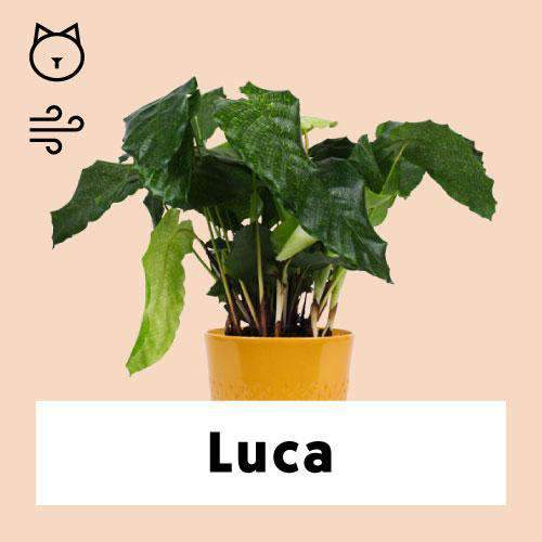 Calathea network (Korbmarante) kaufen? | Luca