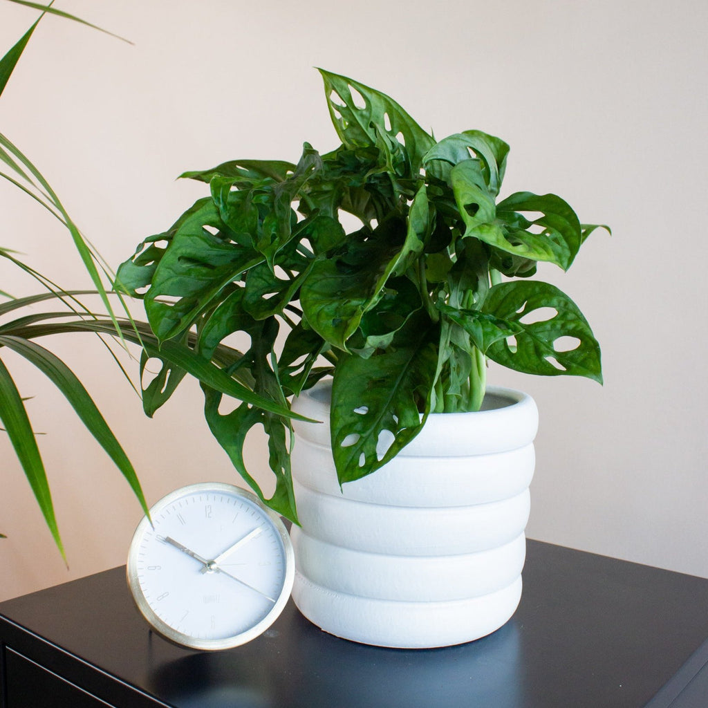 Monstera adansonii (Monkey leaf) (S) kaufen