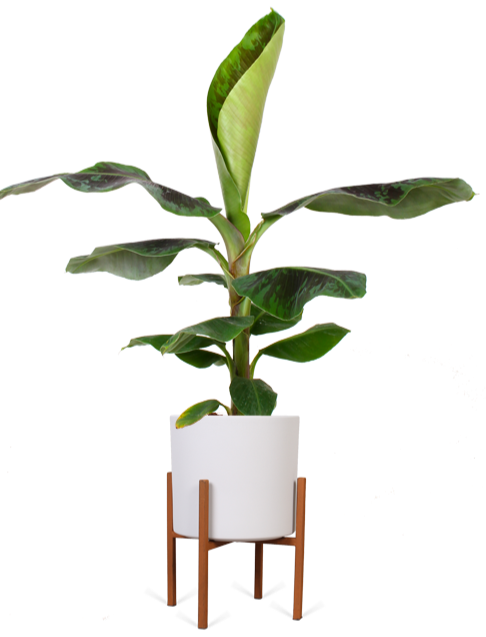 Musa dwarf (Bananenpflanze) kaufen