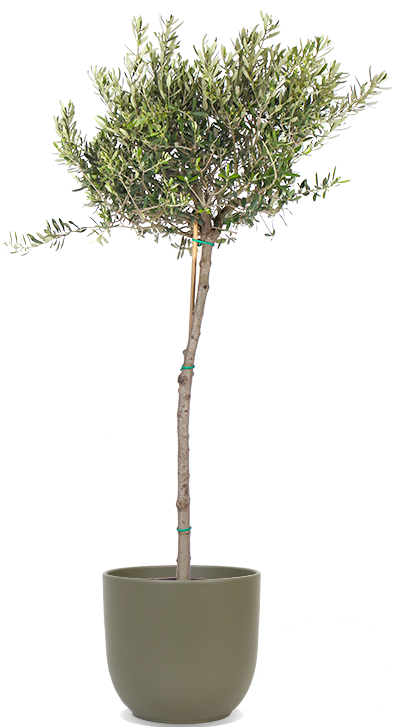 Olea (Olivenbaum) (XL) kaufen | Dotan