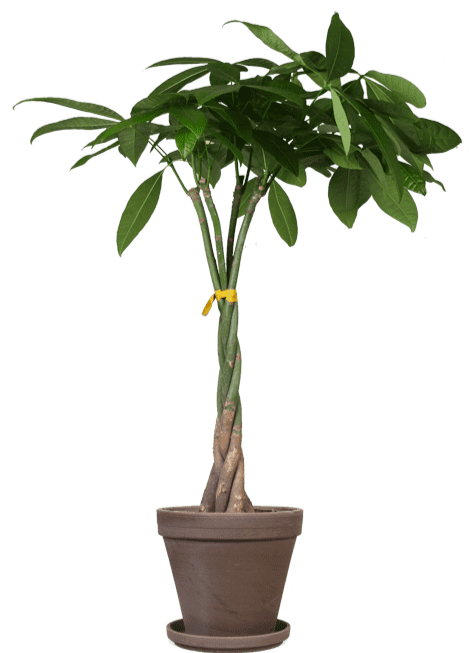 Pachira Aquatica (Glckskastanie) kaufen? | Liu Xuan | Plantsome
