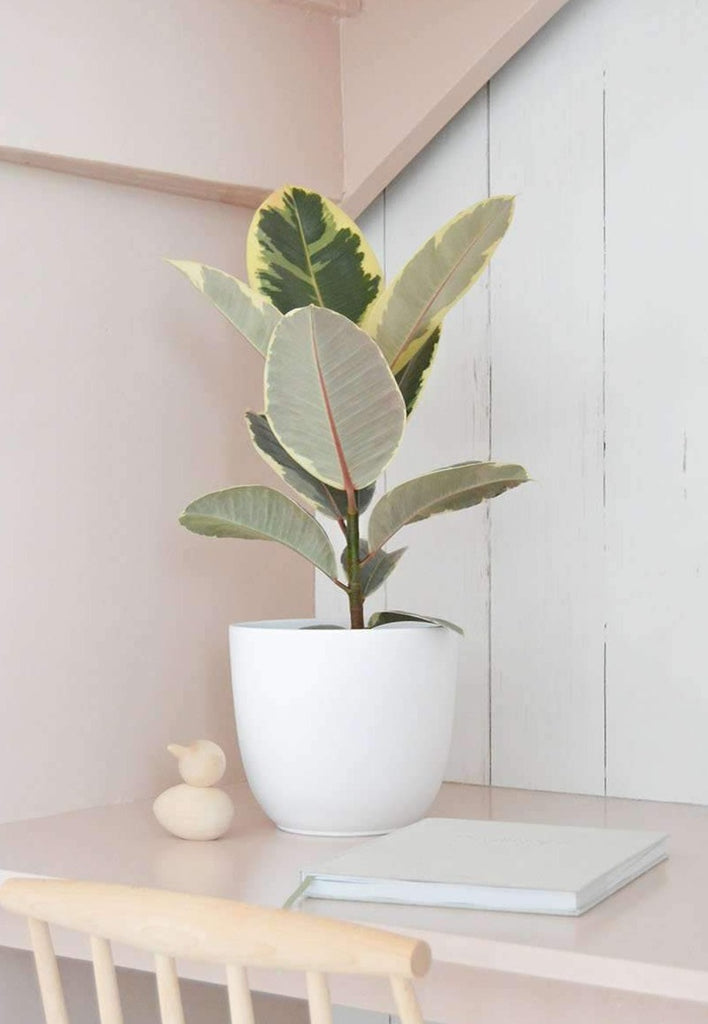 Ficus Tineke (Gummibaum) kaufen