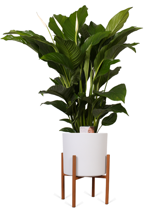 zimmerpflanze einblatt pflege Spathiphyllum (Einblatt) (L) kaufen | Lilly