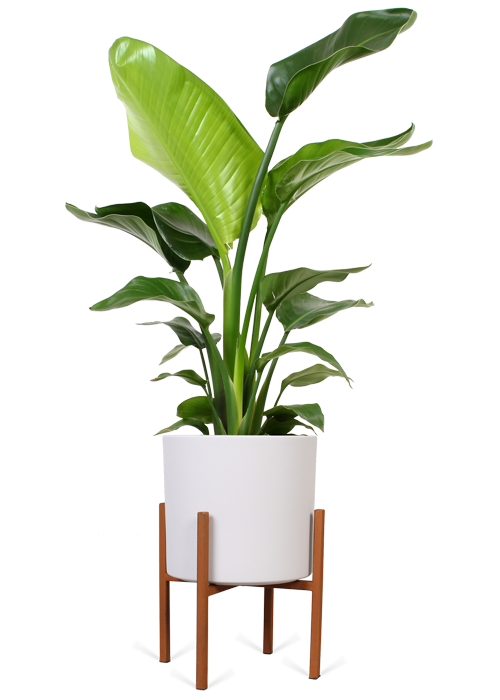 Strelitzia nicolai (Paradiesvogelblume) (M)