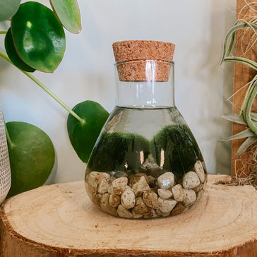Alles über unsere Marimo Mooskugel im Glas.