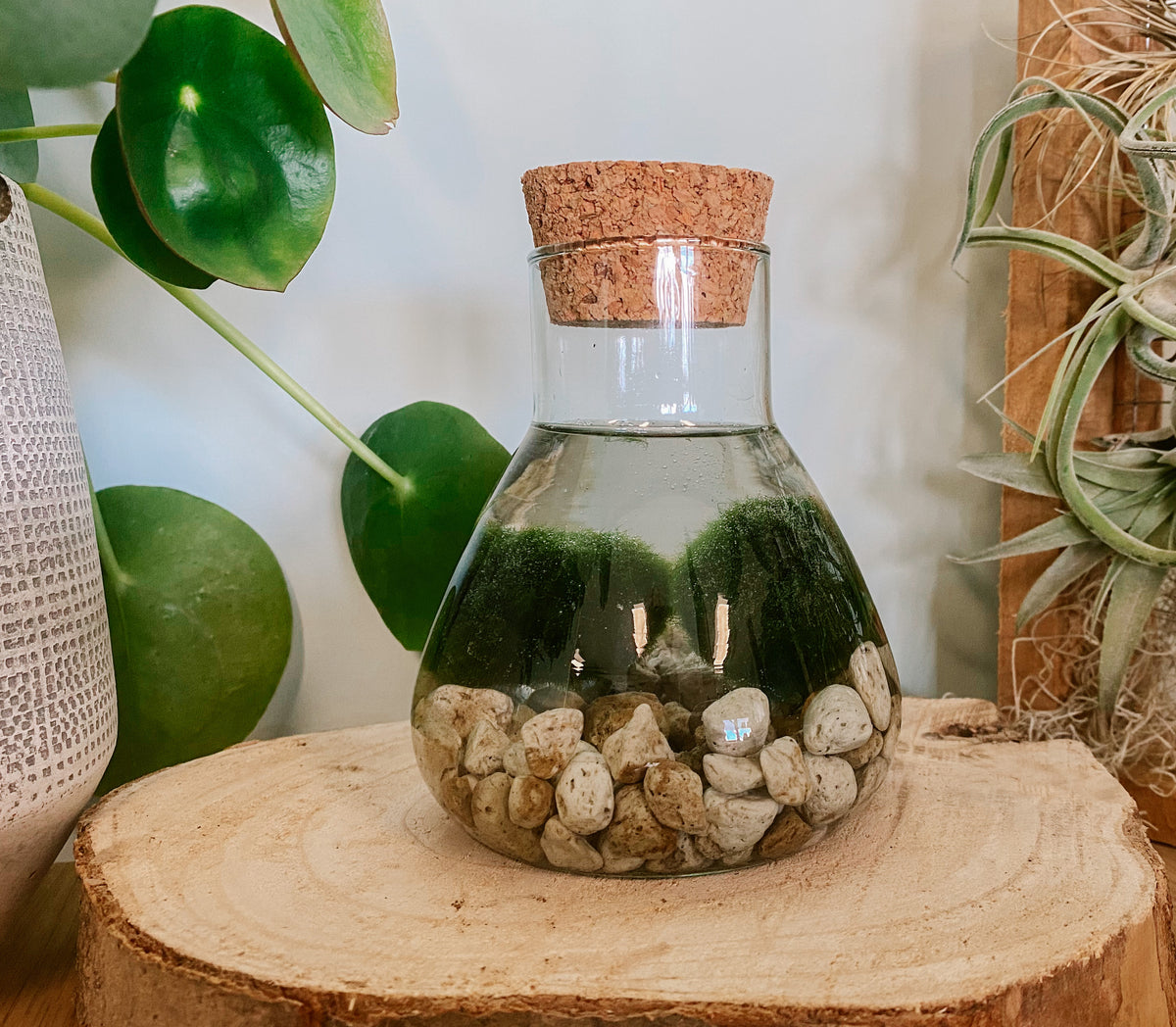 Marimo Mooskugel | Alfie | Plantsome