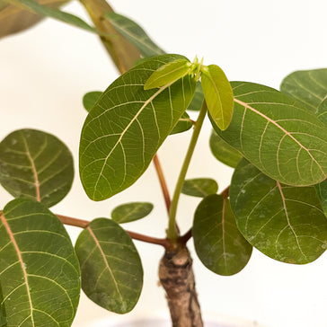 Phyllanthus Mirabilis | Phil | Plantsome