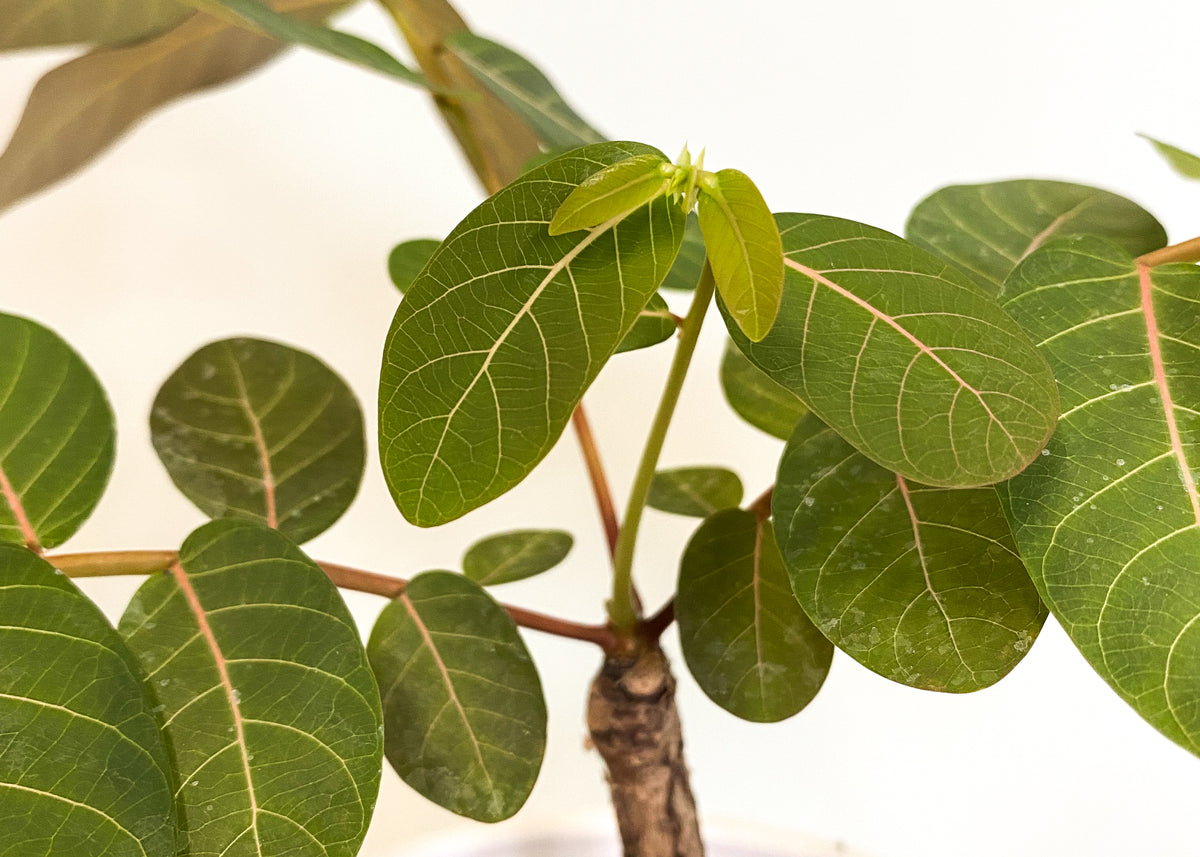Phyllanthus Mirabilis | Phil | Plantsome