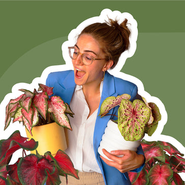 So pflegst du deine Caladium (Buntwurz)