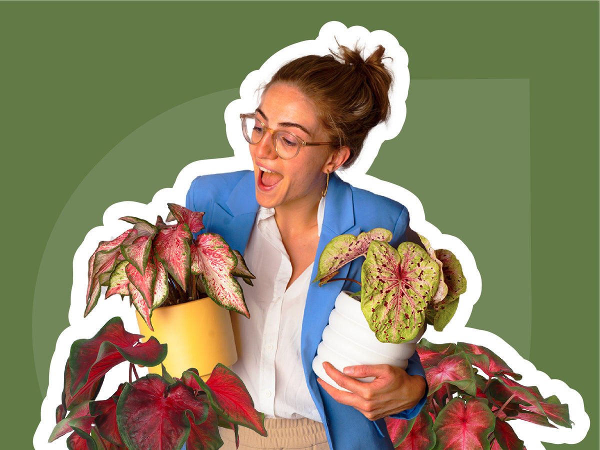 So pflegst du deine Caladium (Buntwurz)