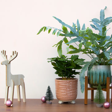 Der Plantsome Geschenkefinder