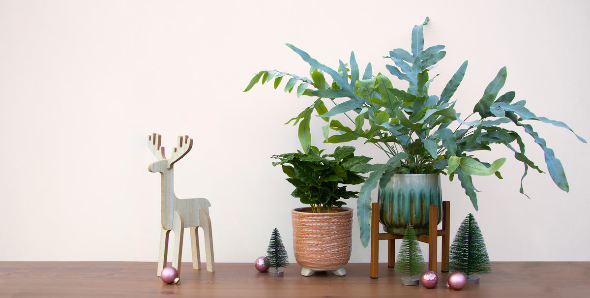 Der Plantsome Geschenkefinder