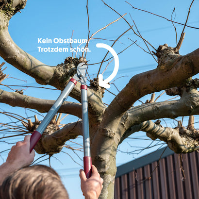 Obstbäume und Beerensträucher schneiden