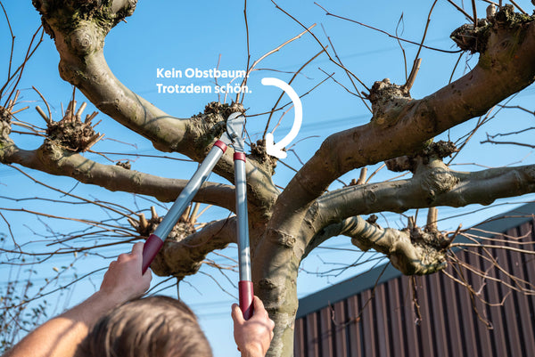 Obstbäume und Beerensträucher schneiden
