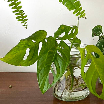 Deine Monstera in 3 Schritten vermehren