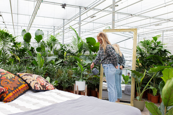 Pflanzenpflege nach dem Urlaub | Plantsome