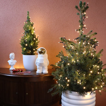 Top 10 Weihnachtsgeschenke von Plantsome