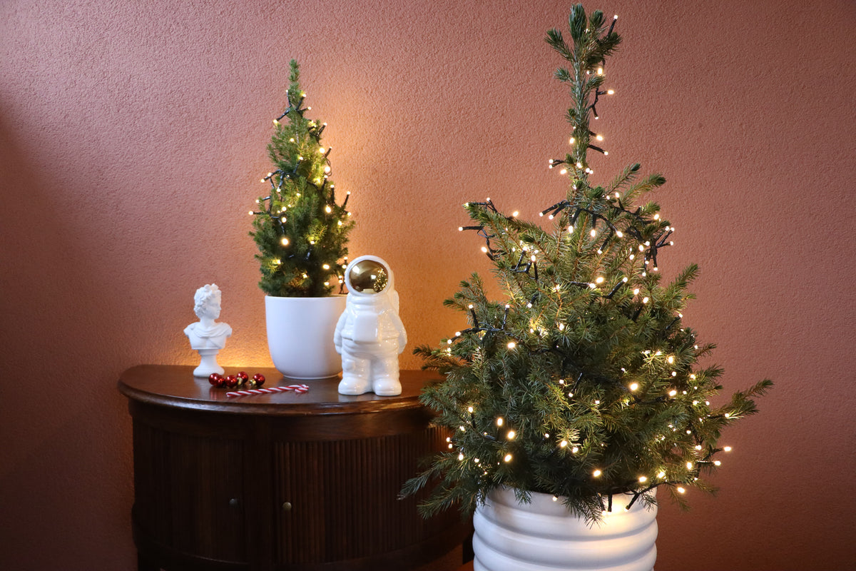 Weihnachtsgeschenke von Plantsome