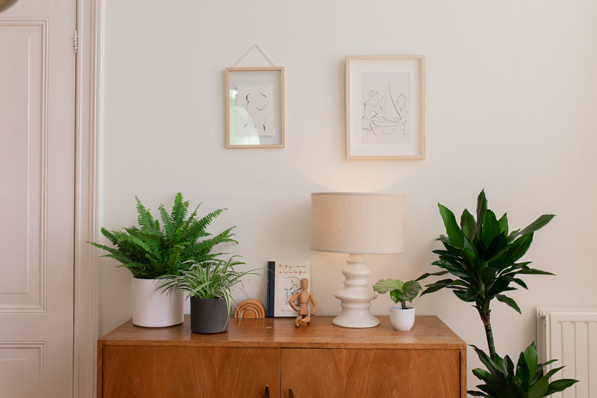 Hippe Zimmerpflanzen | Dracaena, Nephrolepis uns Chlorophytum | Plantsome