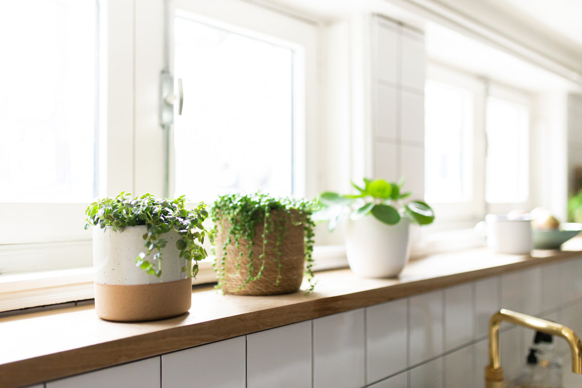 Top 5 beliebteste Zimmerpflanzen von Plantsome