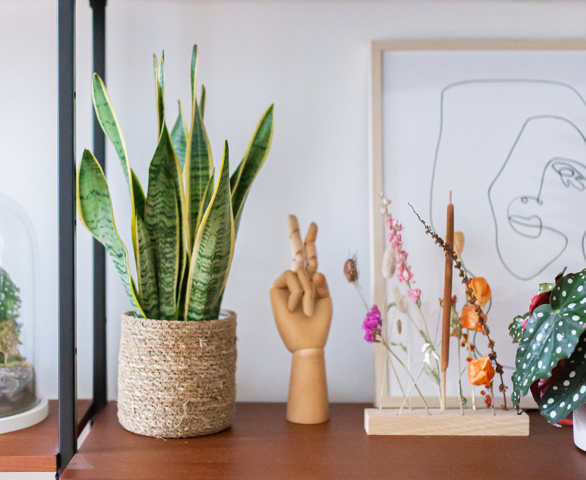 Pflegeleichte Zimmerpflanzen | Sansevieria laurentii | Plantsome