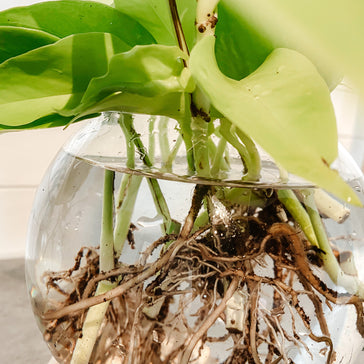 DIY: In 6 Schritten zu deiner Hydroponik-Pflanze.