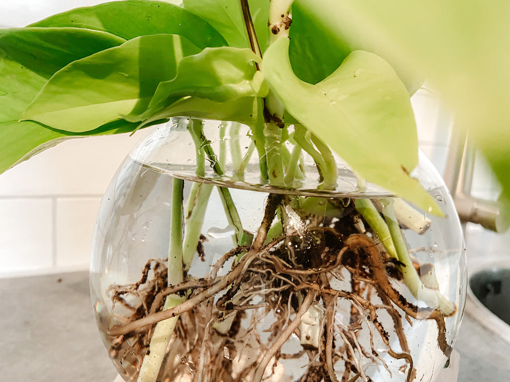DIY: In 6 Schritten zu deiner Hydroponik-Pflanze.