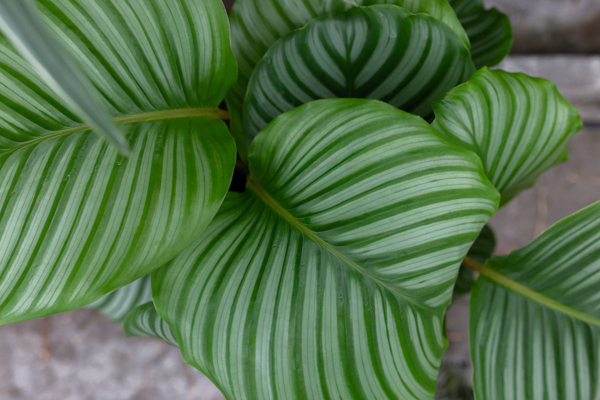 Calathea orbifolia | Plantsome | Trauermücken bekämpfen