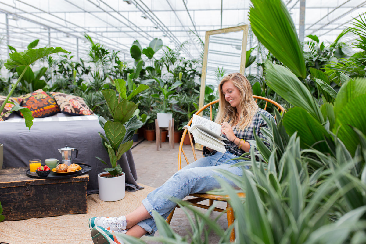 Urban Jungle kreieren | Plantsome