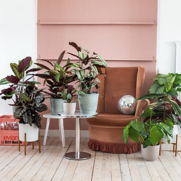 5 Tipps fr die beste berwinterung deiner Pflanzen  Plantsome