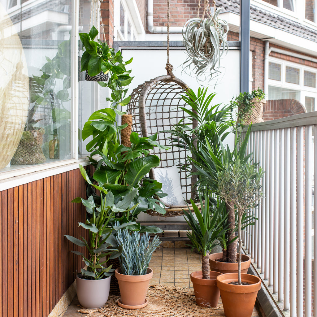So verpflegst du unsere Balkonpflanzen richtig.