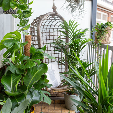 Die richtigen Balkon-Pflanzen für dein Balkonien