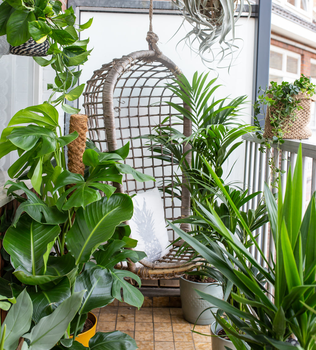 Die richtigen Balkon-Pflanzen für dein Balkonien