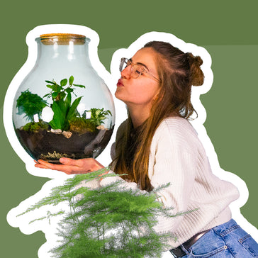 In 5 Schritten deinen Flaschengarten bauen | Das Terrarium Boris