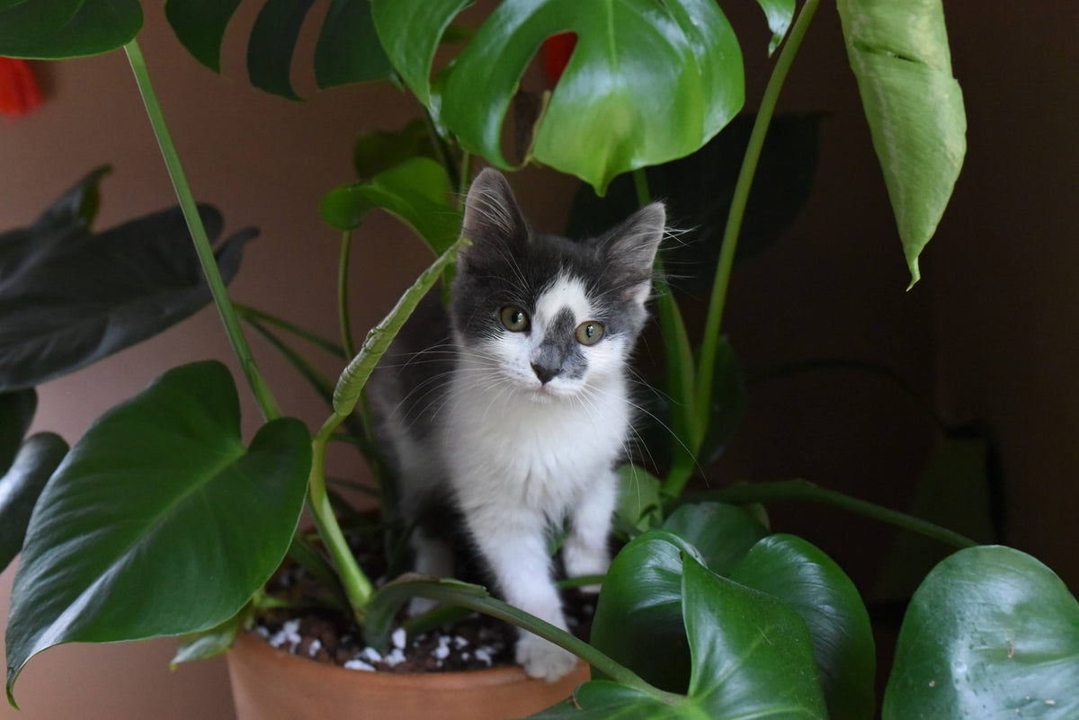 Foto von Alice Feigel von Unsplash (Katze mit Monstera deiciosa)