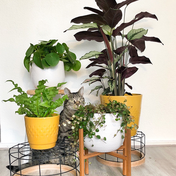 elefantenfuß lateinischer name Elefantenfuß – 120 cm – Beaucarnea recurvata kaufen – Luna's Leaf Co