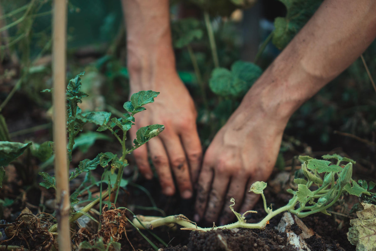 Gartenpflanzen einpflanzen (Foto via Unsplash)