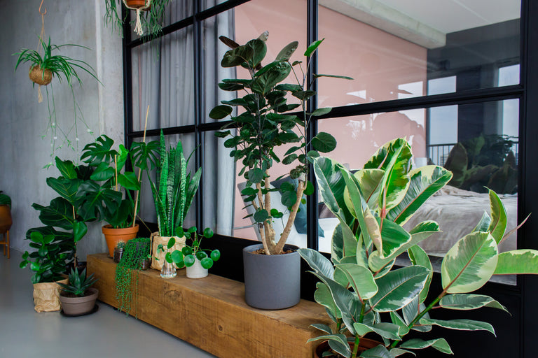 luftreinigende Pflanzen für ein gesundes Zuhause? Plantsome